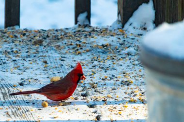 Canlı bir erkek kardinal, bir kamera tarafından çekilen karlı zeminde duruyor. Parlak kırmızı tüyleri beyaz ve mavi renkli karla çelişiyor ve kendine özgü armasını vurguluyor..