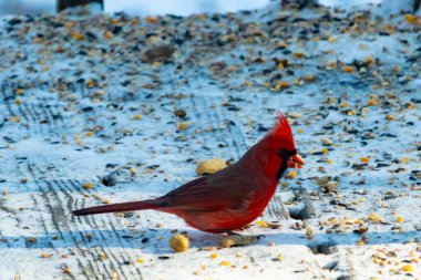 Canlı bir erkek kardinal, bir kamera tarafından çekilen karlı zeminde duruyor. Parlak kırmızı tüyleri beyaz ve mavi renkli karla çelişiyor ve kendine özgü armasını vurguluyor..