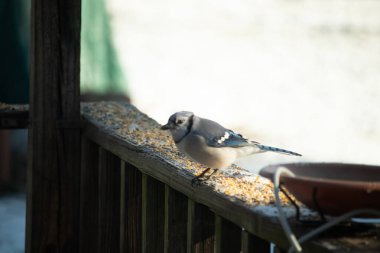 Güzel mavi bir karga, kuşyemi kaplı, yıpranmış ahşap bir korkuluğa tünemiş, aşağıya bakıyor. Yakın çekim vahşi yaşam, kuş izleme, huzurlu an.