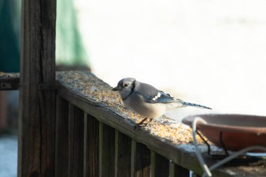 Güzel mavi bir karga, kuşyemi kaplı, yıpranmış ahşap bir korkuluğa tünemiş, aşağıya bakıyor. Yakın çekim vahşi yaşam, kuş izleme, huzurlu an.
