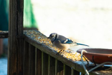 Güzel mavi bir karga, kuşyemi kaplı, yıpranmış ahşap bir korkuluğa tünemiş, aşağıya bakıyor. Yakın çekim vahşi yaşam, kuş izleme, huzurlu an.