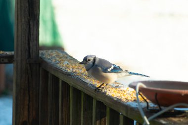 Güzel mavi bir karga, kuşyemi kaplı, yıpranmış ahşap bir korkuluğa tünemiş, aşağıya bakıyor. Yakın çekim vahşi yaşam, kuş izleme, huzurlu an.