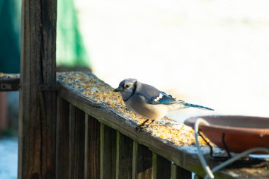 Güzel mavi bir karga, kuşyemi kaplı, yıpranmış ahşap bir korkuluğa tünemiş, aşağıya bakıyor. Yakın çekim vahşi yaşam, kuş izleme, huzurlu an.