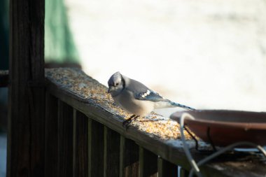 Güzel mavi bir karga, kuşyemi kaplı, yıpranmış ahşap bir korkuluğa tünemiş, aşağıya bakıyor. Yakın çekim vahşi yaşam, kuş izleme, huzurlu an.