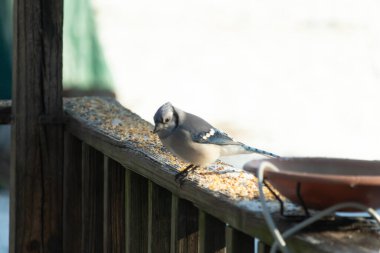 Güzel mavi bir karga, kuşyemi kaplı, yıpranmış ahşap bir korkuluğa tünemiş, aşağıya bakıyor. Yakın çekim vahşi yaşam, kuş izleme, huzurlu an.