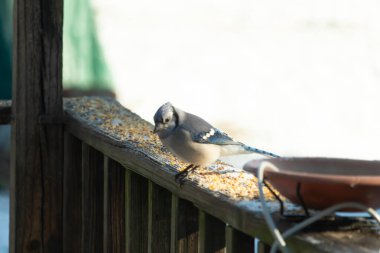 Güzel mavi bir karga, kuşyemi kaplı, yıpranmış ahşap bir korkuluğa tünemiş, aşağıya bakıyor. Yakın çekim vahşi yaşam, kuş izleme, huzurlu an.