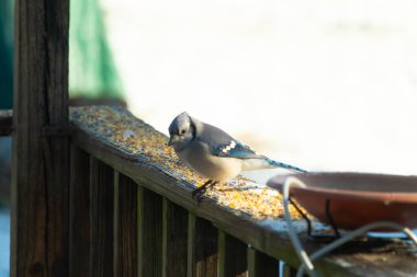 Güzel mavi bir karga, kuşyemi kaplı, yıpranmış ahşap bir korkuluğa tünemiş, aşağıya bakıyor. Yakın çekim vahşi yaşam, kuş izleme, huzurlu an.
