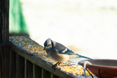 Güzel mavi bir karga, kuşyemi kaplı, yıpranmış ahşap bir korkuluğa tünemiş, aşağıya bakıyor. Yakın çekim vahşi yaşam, kuş izleme, huzurlu an.