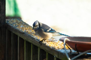 Güzel mavi bir karga, kuşyemi kaplı, yıpranmış ahşap bir korkuluğa tünemiş, aşağıya bakıyor. Yakın çekim vahşi yaşam, kuş izleme, huzurlu an.