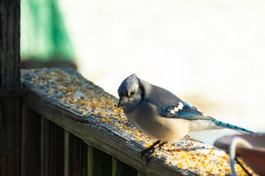 Güzel mavi bir karga, kuşyemi kaplı, yıpranmış ahşap bir korkuluğa tünemiş, aşağıya bakıyor. Yakın çekim vahşi yaşam, kuş izleme, huzurlu an.