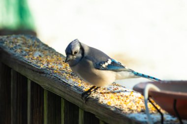 Güzel mavi bir karga, kuşyemi kaplı, yıpranmış ahşap bir korkuluğa tünemiş, aşağıya bakıyor. Yakın çekim vahşi yaşam, kuş izleme, huzurlu an.