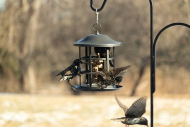 Sığırcık istilası başladı. Bu istilacı kuşlar sürü halinde gelirler ve diğer kuşlar ve hayvanlar için yiyecekleri silip süpürürler. Hayvanlar parlak tüyleri ve benekleri ile oldukça güzeller..