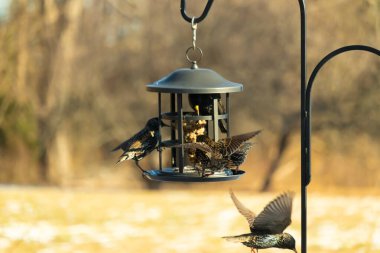 Sığırcık istilası başladı. Bu istilacı kuşlar sürü halinde gelirler ve diğer kuşlar ve hayvanlar için yiyecekleri silip süpürürler. Hayvanlar parlak tüyleri ve benekleri ile oldukça güzeller..