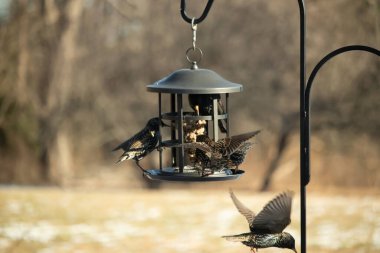 Sığırcık istilası başladı. Bu istilacı kuşlar sürü halinde gelirler ve diğer kuşlar ve hayvanlar için yiyecekleri silip süpürürler. Hayvanlar parlak tüyleri ve benekleri ile oldukça güzeller..