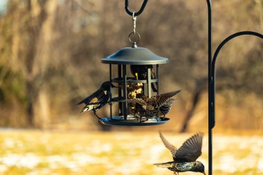 Sığırcık istilası başladı. Bu istilacı kuşlar sürü halinde gelirler ve diğer kuşlar ve hayvanlar için yiyecekleri silip süpürürler. Hayvanlar parlak tüyleri ve benekleri ile oldukça güzeller..