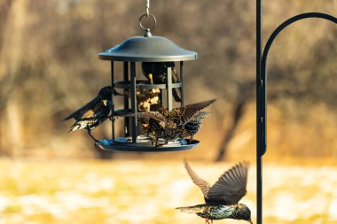 Sığırcık istilası başladı. Bu istilacı kuşlar sürü halinde gelirler ve diğer kuşlar ve hayvanlar için yiyecekleri silip süpürürler. Hayvanlar parlak tüyleri ve benekleri ile oldukça güzeller..