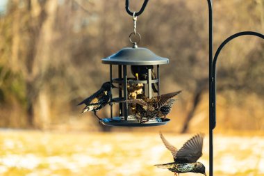 Sığırcık istilası başladı. Bu istilacı kuşlar sürü halinde gelirler ve diğer kuşlar ve hayvanlar için yiyecekleri silip süpürürler. Hayvanlar parlak tüyleri ve benekleri ile oldukça güzeller..