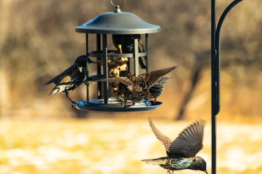 Sığırcık istilası başladı. Bu istilacı kuşlar sürü halinde gelirler ve diğer kuşlar ve hayvanlar için yiyecekleri silip süpürürler. Hayvanlar parlak tüyleri ve benekleri ile oldukça güzeller..