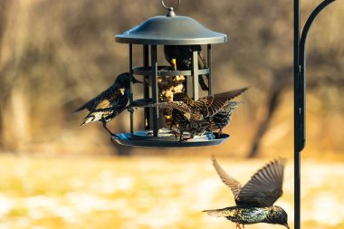 Sığırcık istilası başladı. Bu istilacı kuşlar sürü halinde gelirler ve diğer kuşlar ve hayvanlar için yiyecekleri silip süpürürler. Hayvanlar parlak tüyleri ve benekleri ile oldukça güzeller..
