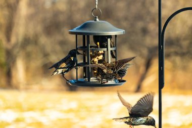 Sığırcık istilası başladı. Bu istilacı kuşlar sürü halinde gelirler ve diğer kuşlar ve hayvanlar için yiyecekleri silip süpürürler. Hayvanlar parlak tüyleri ve benekleri ile oldukça güzeller..
