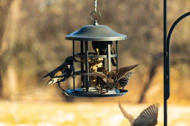Sığırcık istilası başladı. Bu istilacı kuşlar sürü halinde gelirler ve diğer kuşlar ve hayvanlar için yiyecekleri silip süpürürler. Hayvanlar parlak tüyleri ve benekleri ile oldukça güzeller..