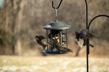Sığırcık istilası başladı. Bu istilacı kuşlar sürü halinde gelirler ve diğer kuşlar ve hayvanlar için yiyecekleri silip süpürürler. Hayvanlar parlak tüyleri ve benekleri ile oldukça güzeller..