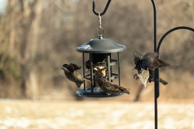 Sığırcık istilası başladı. Bu istilacı kuşlar sürü halinde gelirler ve diğer kuşlar ve hayvanlar için yiyecekleri silip süpürürler. Hayvanlar parlak tüyleri ve benekleri ile oldukça güzeller..