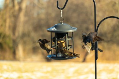 Sığırcık istilası başladı. Bu istilacı kuşlar sürü halinde gelirler ve diğer kuşlar ve hayvanlar için yiyecekleri silip süpürürler. Hayvanlar parlak tüyleri ve benekleri ile oldukça güzeller..