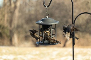 Sığırcık istilası başladı. Bu istilacı kuşlar sürü halinde gelirler ve diğer kuşlar ve hayvanlar için yiyecekleri silip süpürürler. Hayvanlar parlak tüyleri ve benekleri ile oldukça güzeller..