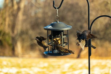 Sığırcık istilası başladı. Bu istilacı kuşlar sürü halinde gelirler ve diğer kuşlar ve hayvanlar için yiyecekleri silip süpürürler. Hayvanlar parlak tüyleri ve benekleri ile oldukça güzeller..