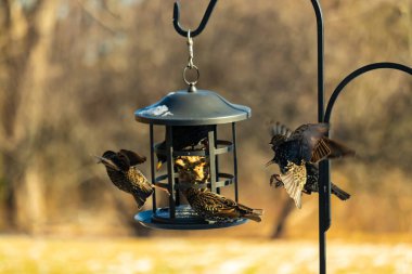 Sığırcık istilası başladı. Bu istilacı kuşlar sürü halinde gelirler ve diğer kuşlar ve hayvanlar için yiyecekleri silip süpürürler. Hayvanlar parlak tüyleri ve benekleri ile oldukça güzeller..