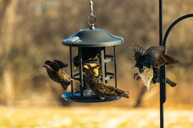 Sığırcık istilası başladı. Bu istilacı kuşlar sürü halinde gelirler ve diğer kuşlar ve hayvanlar için yiyecekleri silip süpürürler. Hayvanlar parlak tüyleri ve benekleri ile oldukça güzeller..
