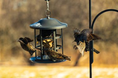 Sığırcık istilası başladı. Bu istilacı kuşlar sürü halinde gelirler ve diğer kuşlar ve hayvanlar için yiyecekleri silip süpürürler. Hayvanlar parlak tüyleri ve benekleri ile oldukça güzeller..
