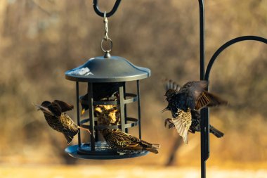 Sığırcık istilası başladı. Bu istilacı kuşlar sürü halinde gelirler ve diğer kuşlar ve hayvanlar için yiyecekleri silip süpürürler. Hayvanlar parlak tüyleri ve benekleri ile oldukça güzeller..