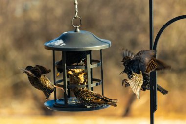 Sığırcık istilası başladı. Bu istilacı kuşlar sürü halinde gelirler ve diğer kuşlar ve hayvanlar için yiyecekleri silip süpürürler. Hayvanlar parlak tüyleri ve benekleri ile oldukça güzeller..