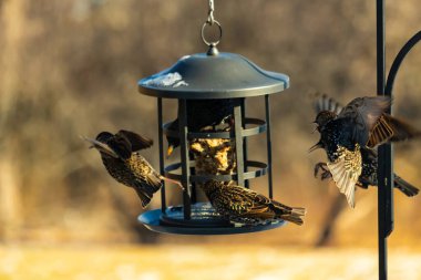 Sığırcık istilası başladı. Bu istilacı kuşlar sürü halinde gelirler ve diğer kuşlar ve hayvanlar için yiyecekleri silip süpürürler. Hayvanlar parlak tüyleri ve benekleri ile oldukça güzeller..