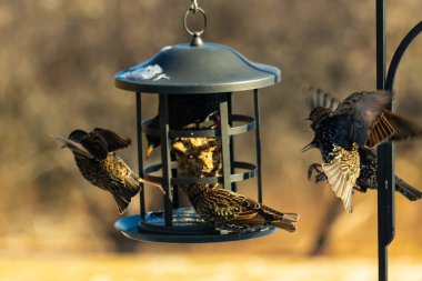 Sığırcık istilası başladı. Bu istilacı kuşlar sürü halinde gelirler ve diğer kuşlar ve hayvanlar için yiyecekleri silip süpürürler. Hayvanlar parlak tüyleri ve benekleri ile oldukça güzeller..