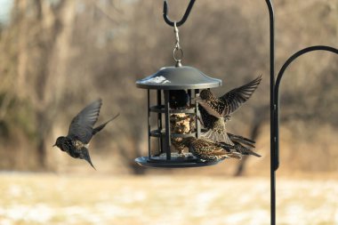 Sığırcık istilası başladı. Bu istilacı kuşlar sürü halinde gelirler ve diğer kuşlar ve hayvanlar için yiyecekleri silip süpürürler. Hayvanlar parlak tüyleri ve benekleri ile oldukça güzeller..