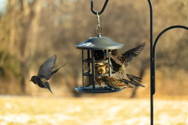 Sığırcık istilası başladı. Bu istilacı kuşlar sürü halinde gelirler ve diğer kuşlar ve hayvanlar için yiyecekleri silip süpürürler. Hayvanlar parlak tüyleri ve benekleri ile oldukça güzeller..