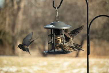 Sığırcık istilası başladı. Bu istilacı kuşlar sürü halinde gelirler ve diğer kuşlar ve hayvanlar için yiyecekleri silip süpürürler. Hayvanlar parlak tüyleri ve benekleri ile oldukça güzeller..