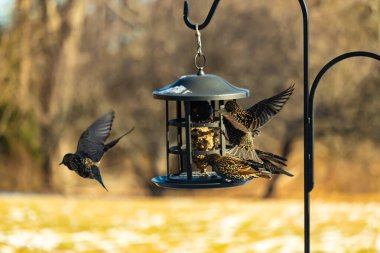 Sığırcık istilası başladı. Bu istilacı kuşlar sürü halinde gelirler ve diğer kuşlar ve hayvanlar için yiyecekleri silip süpürürler. Hayvanlar parlak tüyleri ve benekleri ile oldukça güzeller..