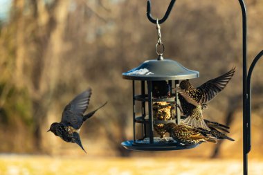 Sığırcık istilası başladı. Bu istilacı kuşlar sürü halinde gelirler ve diğer kuşlar ve hayvanlar için yiyecekleri silip süpürürler. Hayvanlar parlak tüyleri ve benekleri ile oldukça güzeller..