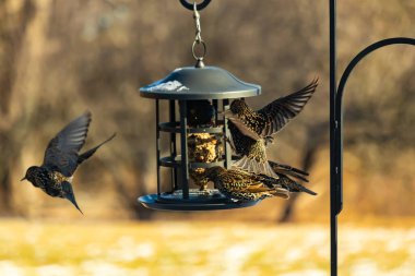 Sığırcık istilası başladı. Bu istilacı kuşlar sürü halinde gelirler ve diğer kuşlar ve hayvanlar için yiyecekleri silip süpürürler. Hayvanlar parlak tüyleri ve benekleri ile oldukça güzeller..