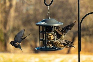 Sığırcık istilası başladı. Bu istilacı kuşlar sürü halinde gelirler ve diğer kuşlar ve hayvanlar için yiyecekleri silip süpürürler. Hayvanlar parlak tüyleri ve benekleri ile oldukça güzeller..