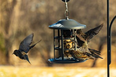 Sığırcık istilası başladı. Bu istilacı kuşlar sürü halinde gelirler ve diğer kuşlar ve hayvanlar için yiyecekleri silip süpürürler. Hayvanlar parlak tüyleri ve benekleri ile oldukça güzeller..