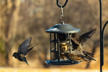 Sığırcık istilası başladı. Bu istilacı kuşlar sürü halinde gelirler ve diğer kuşlar ve hayvanlar için yiyecekleri silip süpürürler. Hayvanlar parlak tüyleri ve benekleri ile oldukça güzeller..