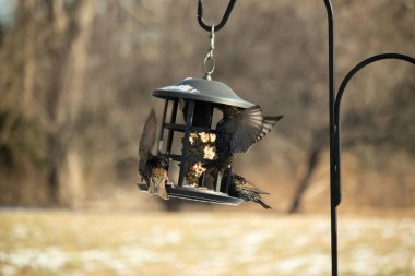 Sığırcık istilası başladı. Bu istilacı kuşlar sürü halinde gelirler ve diğer kuşlar ve hayvanlar için yiyecekleri silip süpürürler. Hayvanlar parlak tüyleri ve benekleri ile oldukça güzeller..