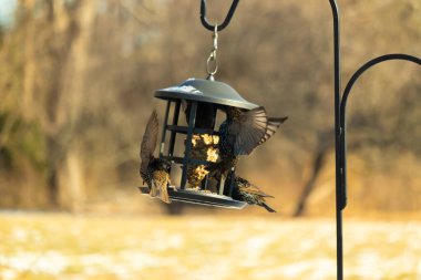Sığırcık istilası başladı. Bu istilacı kuşlar sürü halinde gelirler ve diğer kuşlar ve hayvanlar için yiyecekleri silip süpürürler. Hayvanlar parlak tüyleri ve benekleri ile oldukça güzeller..