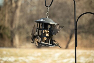 Sığırcık istilası başladı. Bu istilacı kuşlar sürü halinde gelirler ve diğer kuşlar ve hayvanlar için yiyecekleri silip süpürürler. Hayvanlar parlak tüyleri ve benekleri ile oldukça güzeller..