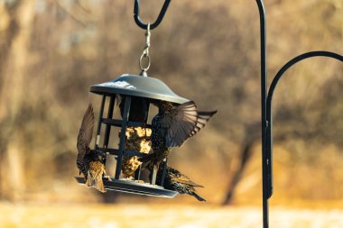 Sığırcık istilası başladı. Bu istilacı kuşlar sürü halinde gelirler ve diğer kuşlar ve hayvanlar için yiyecekleri silip süpürürler. Hayvanlar parlak tüyleri ve benekleri ile oldukça güzeller..